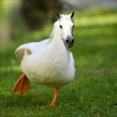 Horse Duck