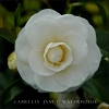 Camellia